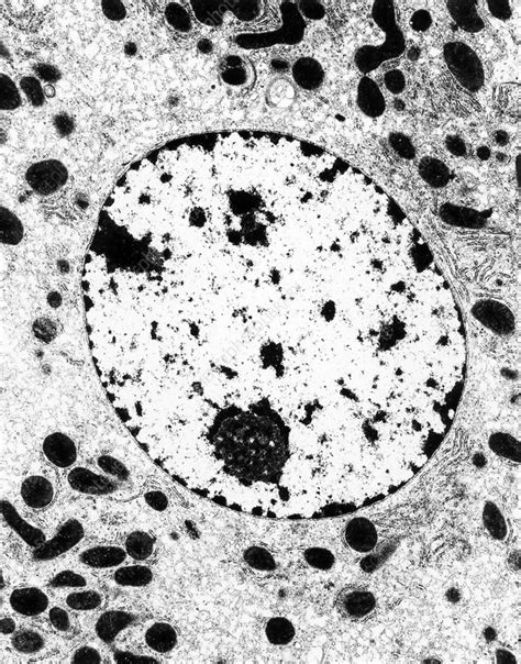 Transmission electron micrograph of cell nucleus - Stock Image - G455/0030 - Science Photo Library