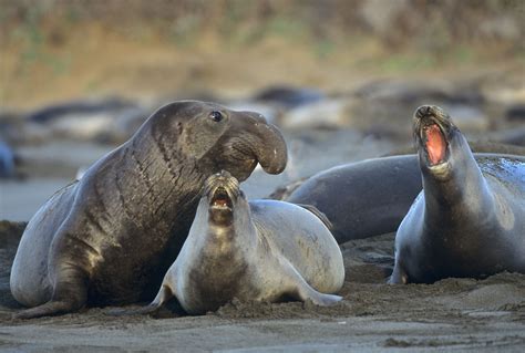 Ano Nuevo State Park: How You Can See the Elephant Seals