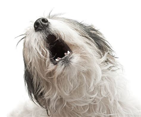 3,600+ Dog Singing Stock Photos, Pictures & Royalty-Free Images - iStock