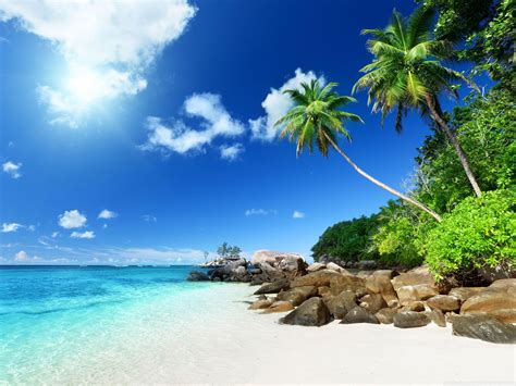 🔥 Coconut Tree Beach Background Free Wallpaper | CBEditz