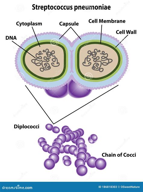 Streptococcus Cell Structures, Anatomy, and Morphology Stock Vector - Illustration of labels ...