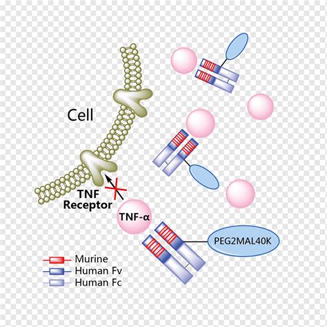 Texto de risankizumab, enfermedad de Crohn, psoriasis, ranibizumab, guselkumab, bezlotoxumab ...