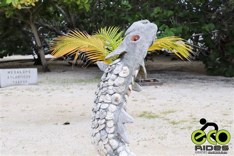 Amazing Tarpon Sculpture with scales from Oysters. Learn more with ECO Rides Cayman. # ...