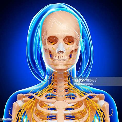 Human Jaw Bone High Res Illustrations - Getty Images