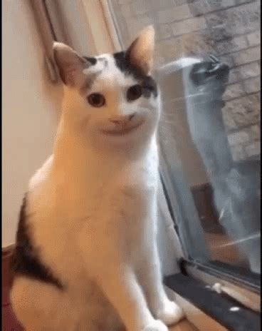 Polite Cat | Cute Cat Memes, Funny Cat Faces, Cute Animal Memes