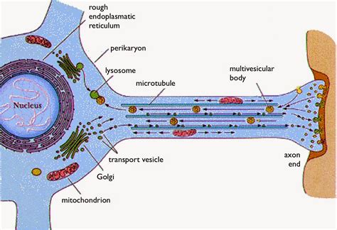 College. Science. Life: Neuroscience: Exploring the Brain: Ch2 Neurons ...