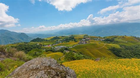 Yellow flowers on the mountain city of taitung, taiwan. | Premium Photo