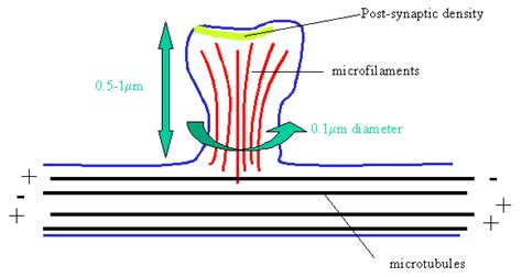 Dendritic Spines