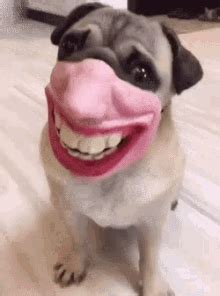 Funny Face Dog GIFs | Tenor