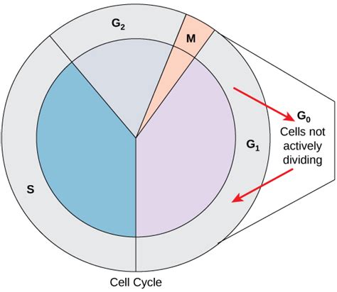 6.1 The Cell Cycle – Human Biology