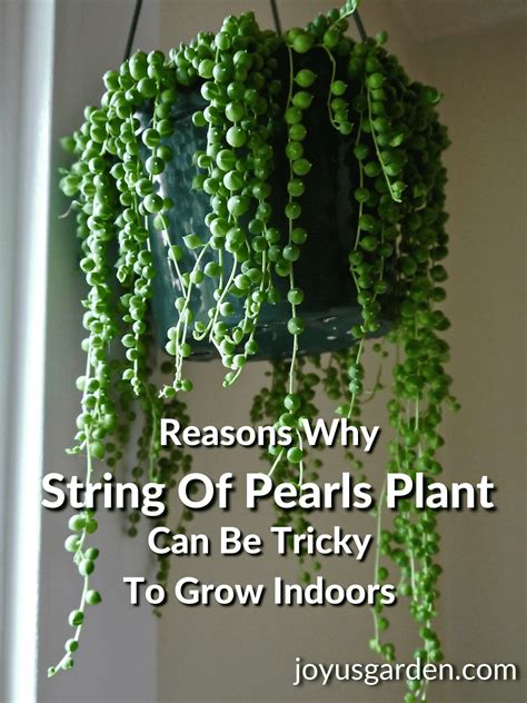 String Of Pearls Plant: 10 Reasons Why Yours Isn't Growing Indoors