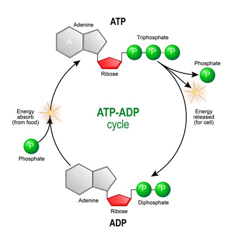 ATP & ADP - Biological Energy - Biology Online Tutorial