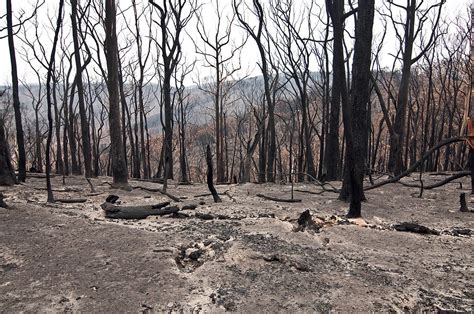 aftermath of black saturday bushfires which affect animals. photo by CSIRO wikimedia commons ...