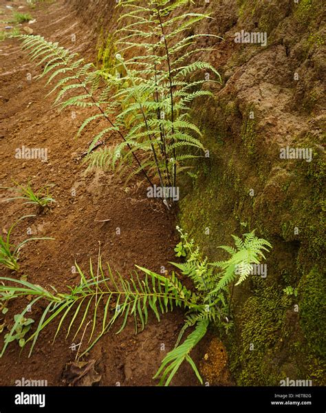 Fossil tree fern hi-res stock photography and images - Alamy