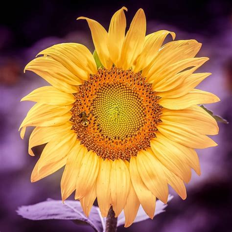 Close-up of a bloomed sunflower at Warwick Melrose Dallas