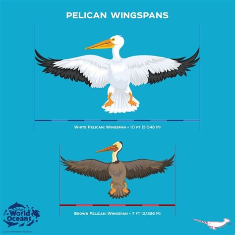 Pelican Wingspan | Animal facts, Animal conservation, Bird life list