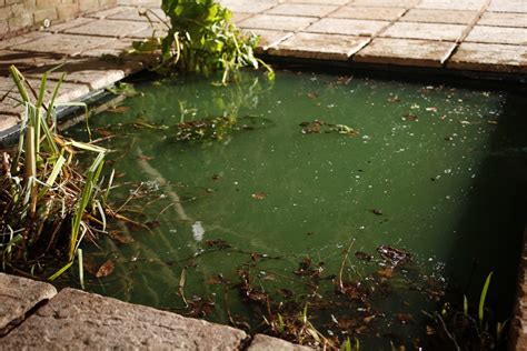 Seasonal Pond Maintenance Guide - Pond Aquarium Problem Solver