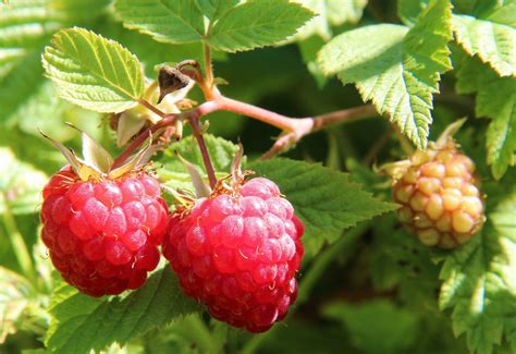 Free Images : fruit, berry, flower, food, produce, closeup, blackberry, shrub, bramble ...