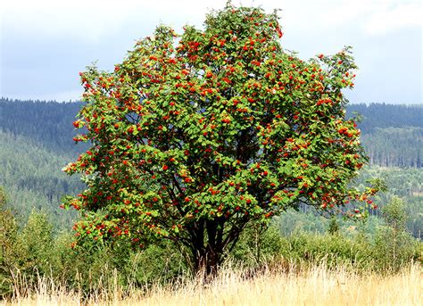 Rowan Tree Guide: How to Grow & Care for "Mountain Ash" Trees