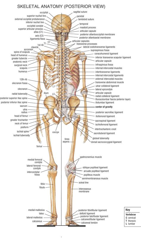 Home - Anatomy & Physiology for EMS - LibGuides at COM Library