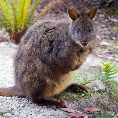 Tasmanian pademelon - Alchetron, The Free Social Encyclopedia