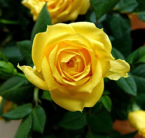 Miniature Yellow Rose Photograph by Will Borden - Pixels