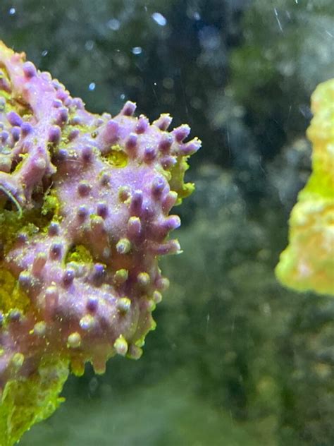 Green Star Polyps Closed And Not Opening - Salt Water Coral Tank