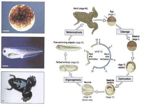 american bullfrog life cycle