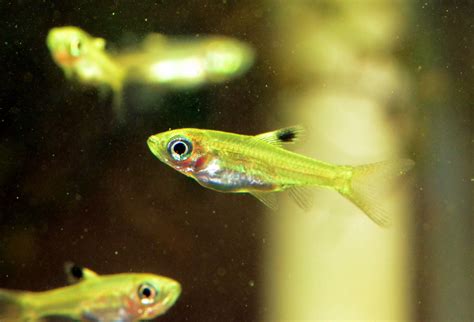 Brevibora dorsiocellata- “Eyespot/Emerald Eye Rasbora” from Freshwater Species - Invertebrates ...