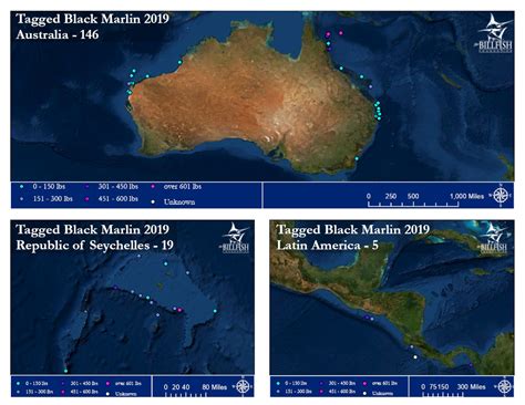 2019 Black Marlin Conservation Record | The Billfish Foundation