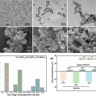 Schematic representation of mesoporous silica nanoparticles (MSNPs). A... | Download Scientific ...