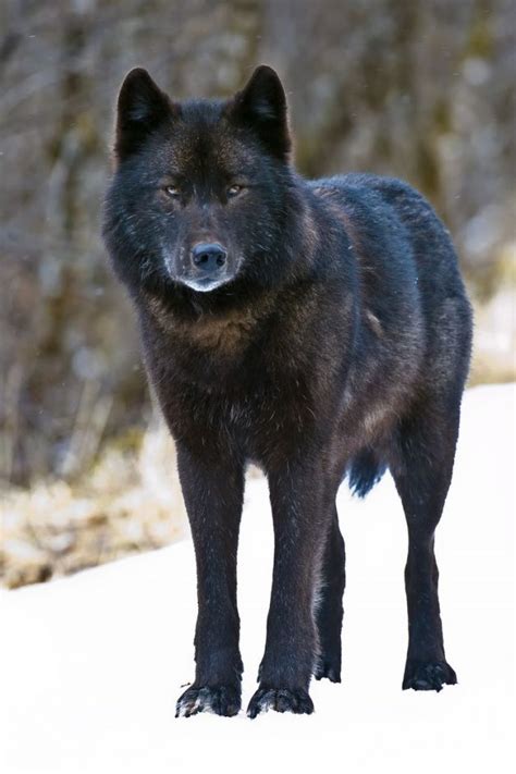 Wildlife advocates ask for cancellation of Prince of Wales wolf season