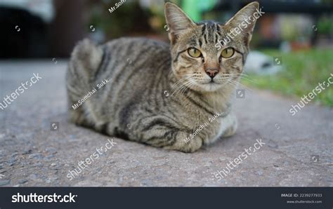 32,511 Grey Tigers Images, Stock Photos & Vectors | Shutterstock