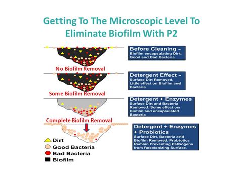 Probiotic Natural Home Cleaners for Biofilm Removal