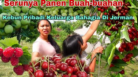 Detail Panen Buah Buahan Koleksi Nomer 2