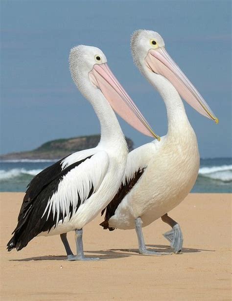 Australian Pelicans (Pelecanus conspicillatus). photo: Mary Bomford ...