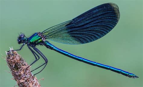 Blue Dragonfly Meaning and Symbolism (Loyalty & Trust)