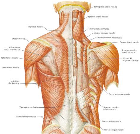 neck muscles diagram - ModernHeal.com