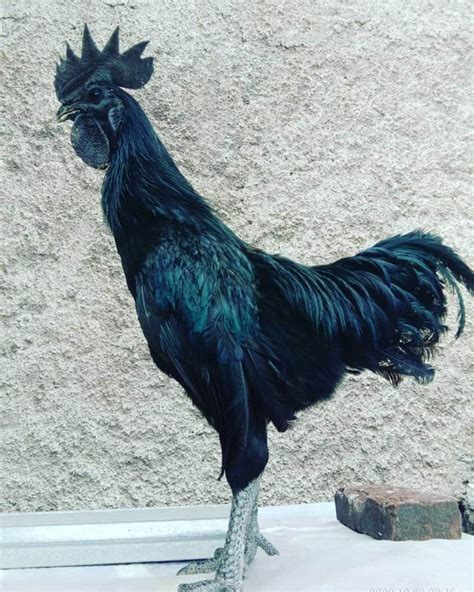 Ayam Cemani: Eggs, Height, Size and Raising Tips