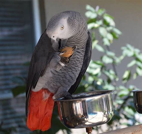 8 Most Intelligent Pet Parrot Species