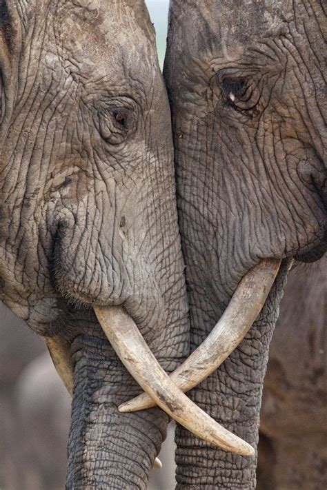 Elephant love. | Image animaux, Animaux nature, Animaux