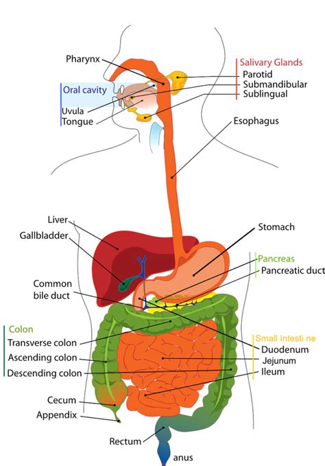 The Digestive System For Kids - Amazing 22 Digestive System Facts For Kids