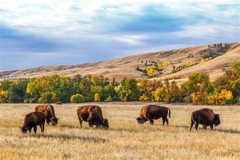 13 Great Things to Do in Custer State Park (+ One Day Itinerary)