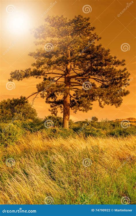 Pine tree with in sunset stock photo. Image of pine, forest - 74790922