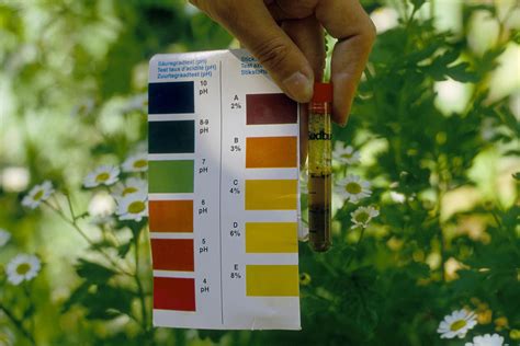 How to Improve Acidic Soil in Your Garden