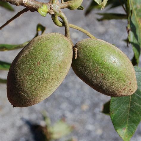 Butternut Tree – Green Thumbs Garden