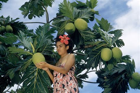 Breadfruit Tree