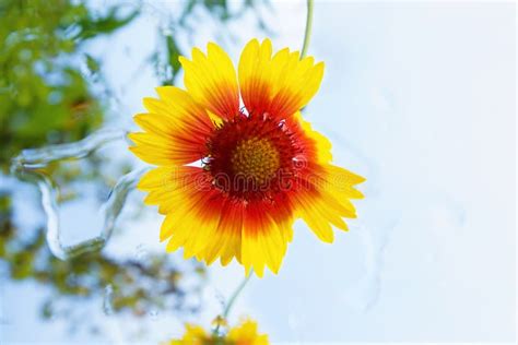 Rudbeckia flower stock image. Image of focus, flora, selective - 95432095