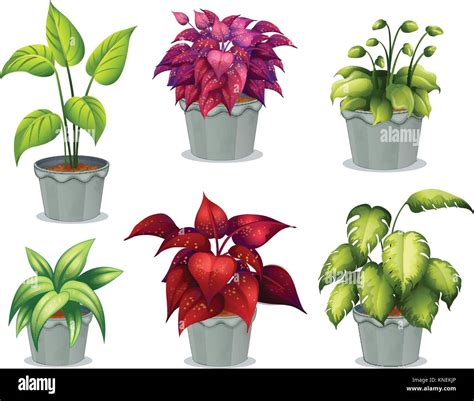 Illustration of six non-flowering plants on a white background Stock ...