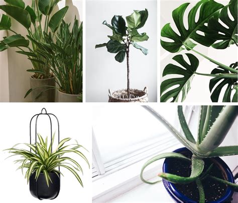 Green Tips: easy to maintain plants for your Home